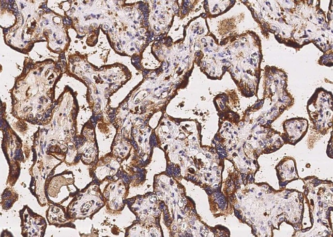 LAMP2/CD107b Monoclonal Antibody-searchlist-1
