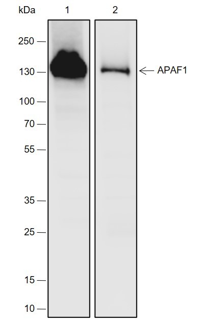 Recombinant APAF1 Monoclonal Antibody-searchlist-1