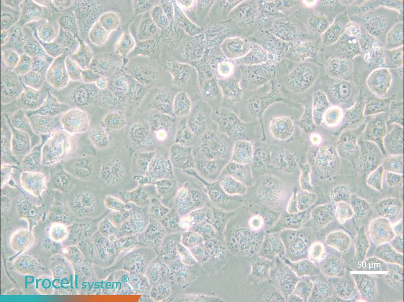 NCI-H661 - 6