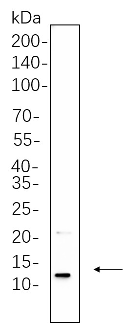Recombinant Insulin Monoclonal Antibody-searchlist-1