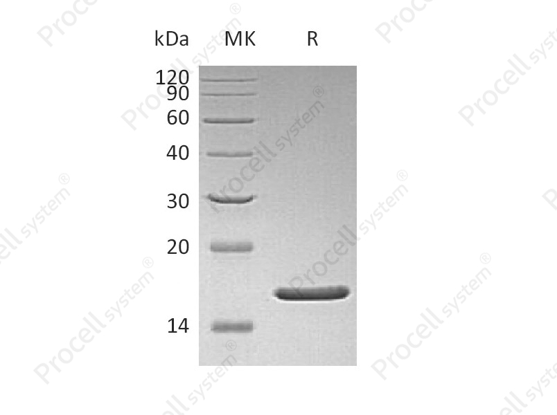 FGF-2/bFGF/FGF-b (Q65I, C96S, N111G), Human, Recombinant
