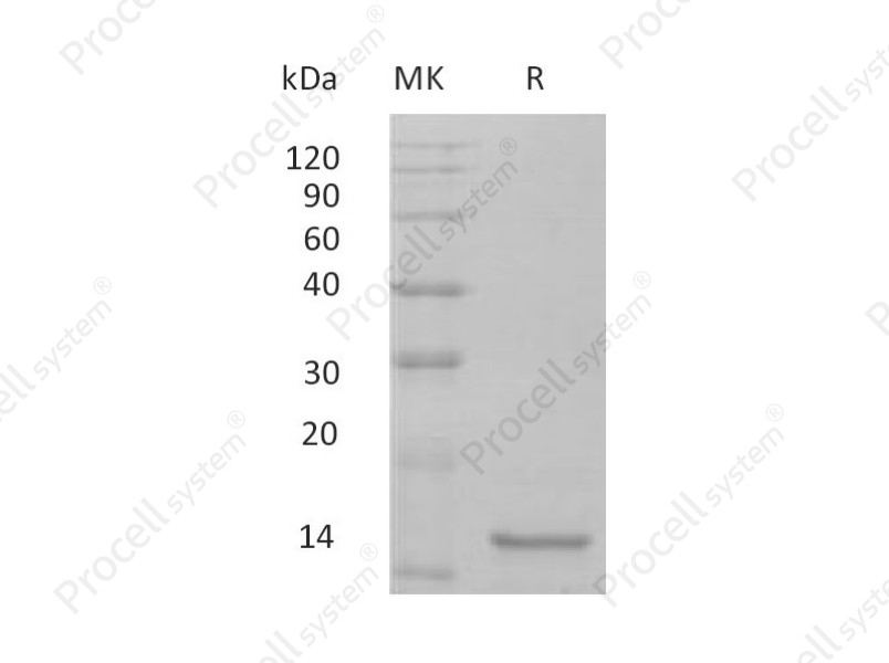 IL-10/B-TCGF/CSIF/TGIF, Mouse, Recombinant
