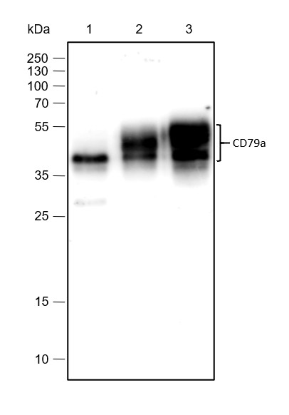 Recombinant CD79a Monoclonal Antibody-searchlist-1