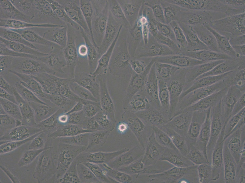 SW962 (L15) Cell Complete Medium - 4
