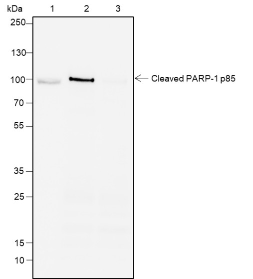 Recombinant Cleaved PARP1 p85 Monoclonal Antibody - small - 5