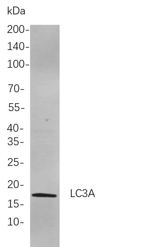 Recombinant LC3A Monoclonal Antibody-searchlist-1