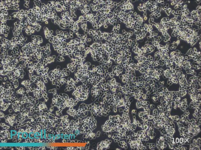 COV434 Cell Complete MediumCOV434 Cell Complete Medium - 3