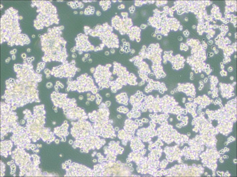 NCI-H524 Cell Complete Medium - 3