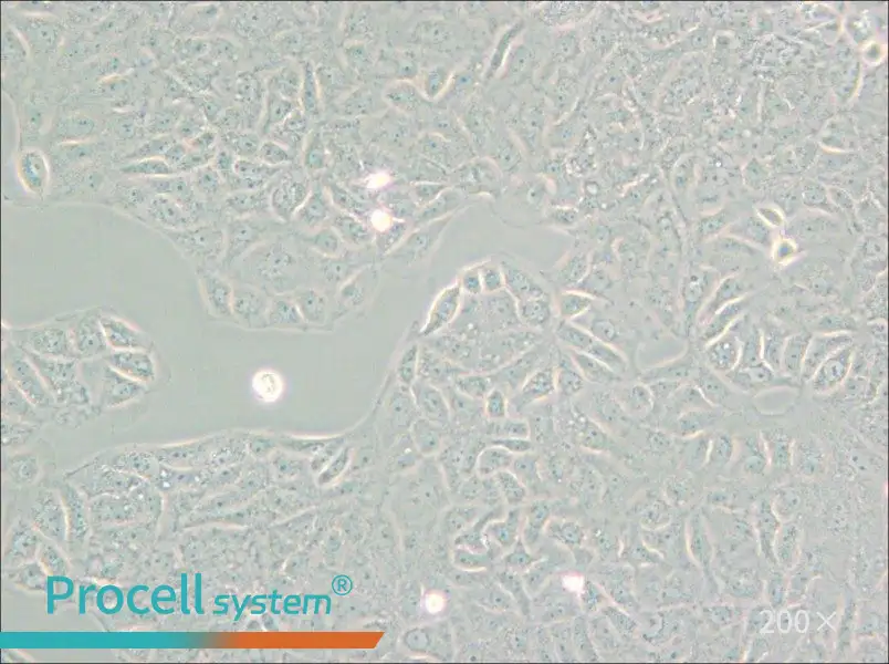 VERO C1008 [Vero E6] Cell Complete Medium - small - 5