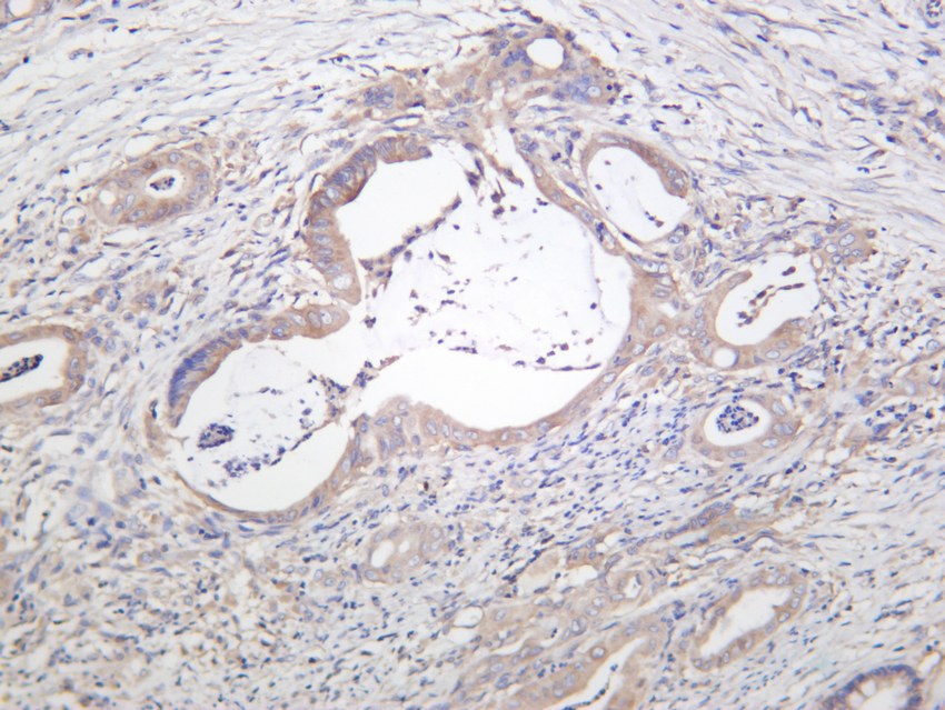 Recombinant mTOR Monoclonal Antibody - small - 4