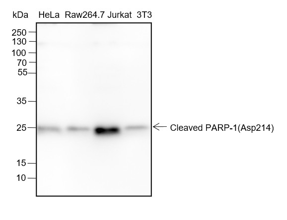 Recombinant Cleaved PARP1 p25 Monoclonal Antibody-searchlist-1
