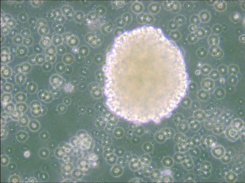 NK-92 Cell Complete Medium - small - 6