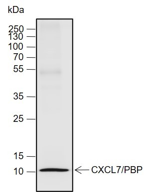 Recombinant CXCL7/PBP Monoclonal Antibody-searchlist-1