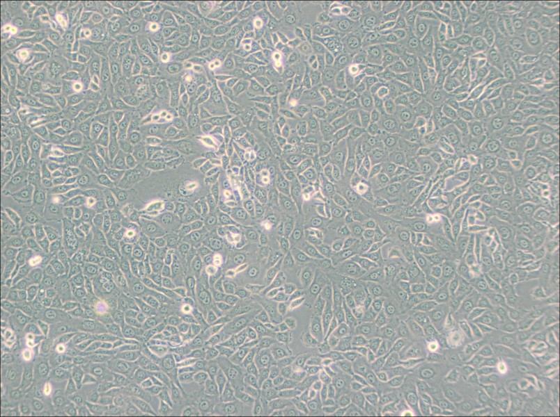 EMT6 [EMT-6] Cell Complete Medium - 2
