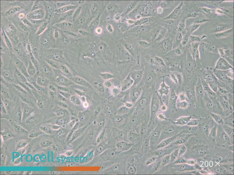 BS-C-1 Cell Complete Medium - small - 4