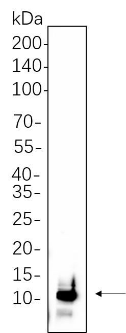 Recombinant UBA52 Monoclonal Antibody-searchlist-1