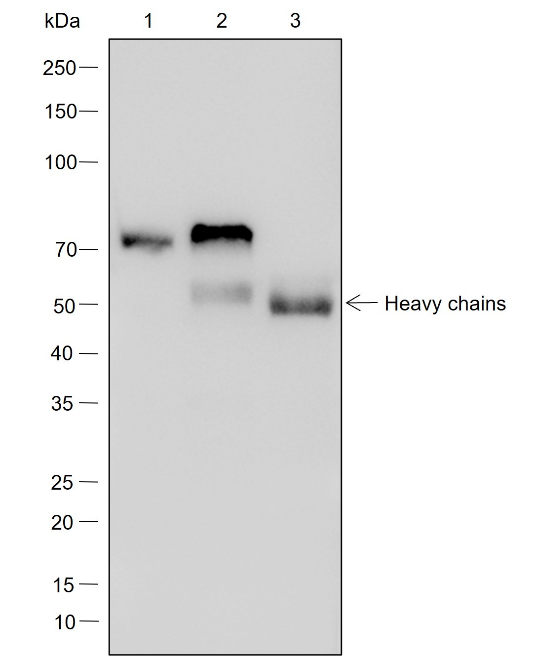 Recombinant NELF-B Monoclonal Antibody - small - 6