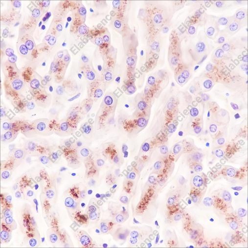 Recombinant CHMP2B Monoclonal Antibody - 2