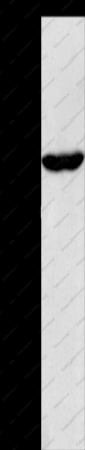 CIAPIN1 Polyclonal Antibody - 1