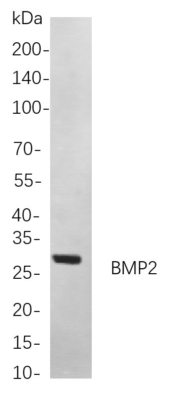 Recombinant BMP2 Monoclonal Antibody-searchlist-1