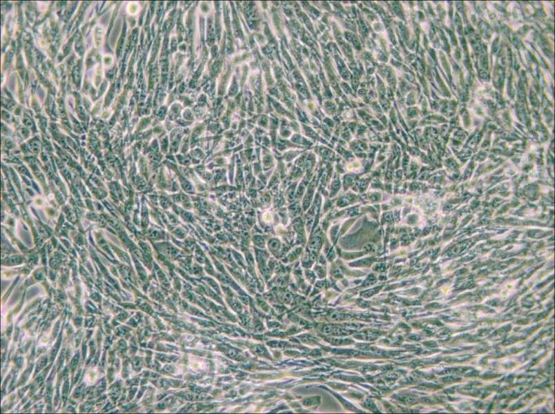 3T6-Swiss albino Cell Complete Medium - small - 6