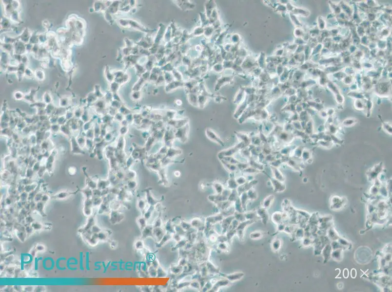 DMS 53 Cell Complete Medium - 4