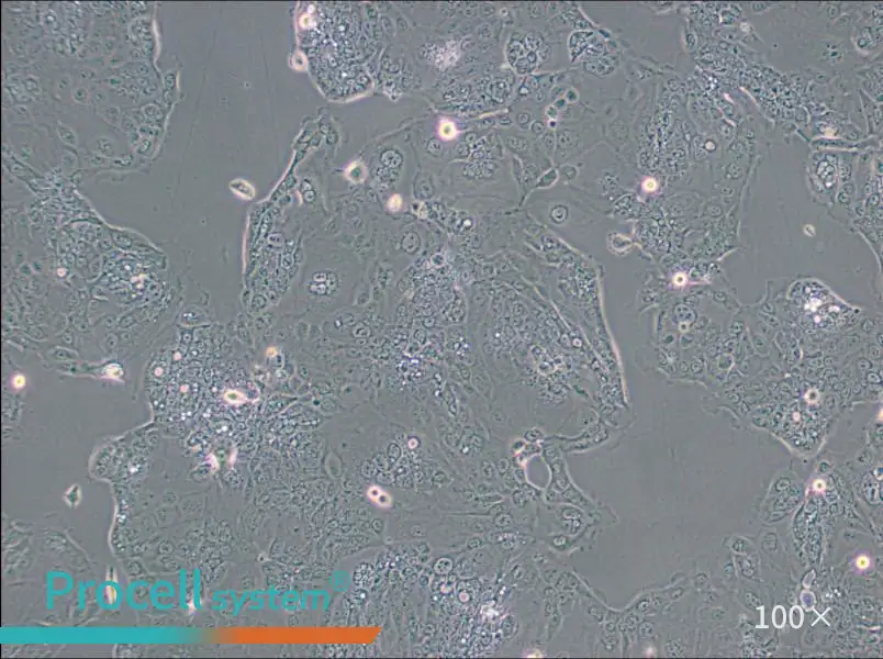 HPAF-II Cell Complete Medium - 3