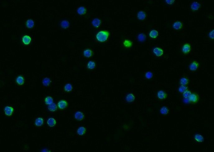 Recombinant LIMP-2/SCARB2/CD36L2 Monoclonal Antibody - small - 3