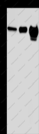 MMP20 Polyclonal Antibody - 1