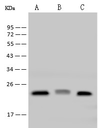IL-33 Monoclonal Antibody - small - 2
