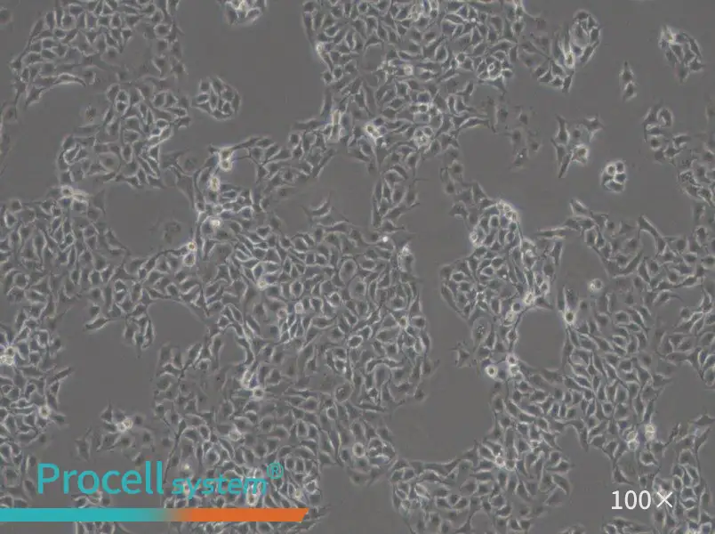 HCC1806 Cell Complete Medium - 2