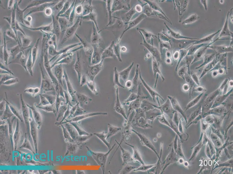 SK-MEL-28 Cell Complete Medium - 5