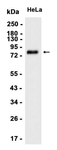 Recombinant BCAM/CD239 Monoclonal Antibody - 1
