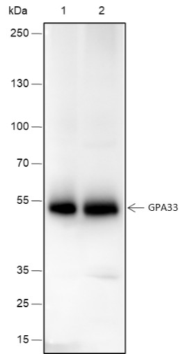 Recombinant GPA33 Monoclonal Antibody-searchlist-1