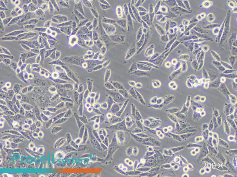 AA8 Cell Complete Medium - 5