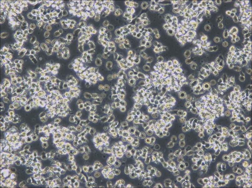 HCC38 BL Cell Complete Medium - small - 6