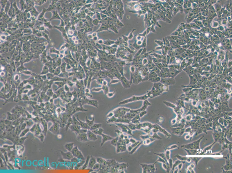 P19 Cell Complete Medium - small - 4