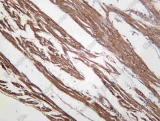 Recombinant VEGF-D Monoclonal Antibody - 1