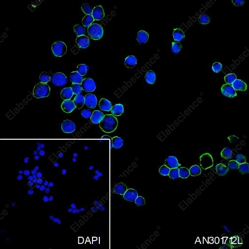 Recombinant Na+/K+ ATPase alpha-1 Monoclonal Antibody - 4