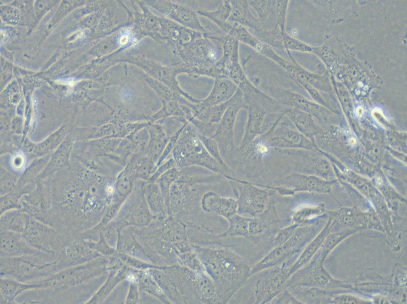 SK-LMS-1 Cell Complete Medium - 5