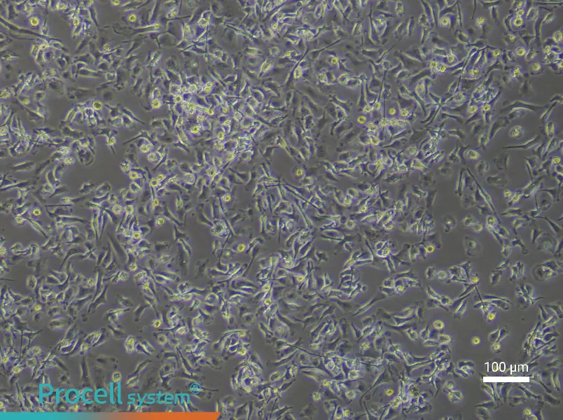 Mouse Renal Macrophage Complete Medium - 2