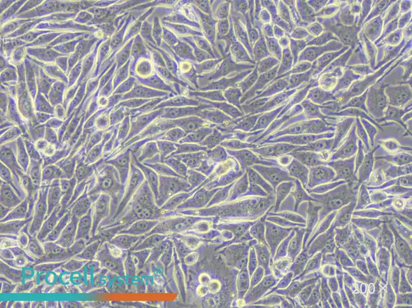 MP41 Cell Complete Medium - 5