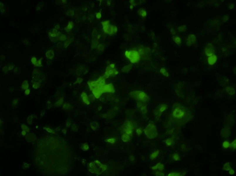 HePa1-6-GFP Cell Complete MediumHePa1-6-GFP Cell Complete Medium - 3