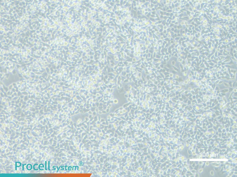 LIM1215 - 1
