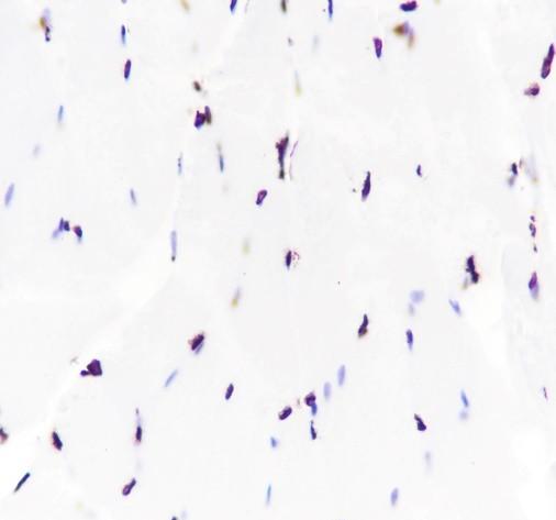 Recombinant Histone H3 (CT) Monoclonal Antibody - 2