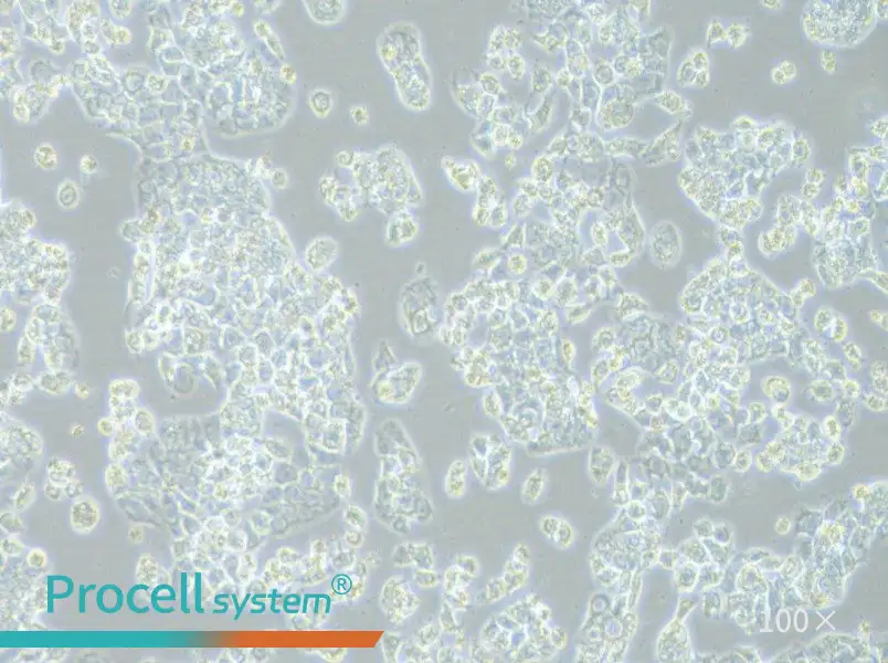 HCC1569 Cell Complete Medium - 2