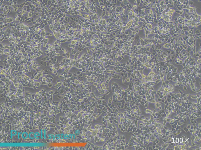 A2780 Cell Complete Medium - 2