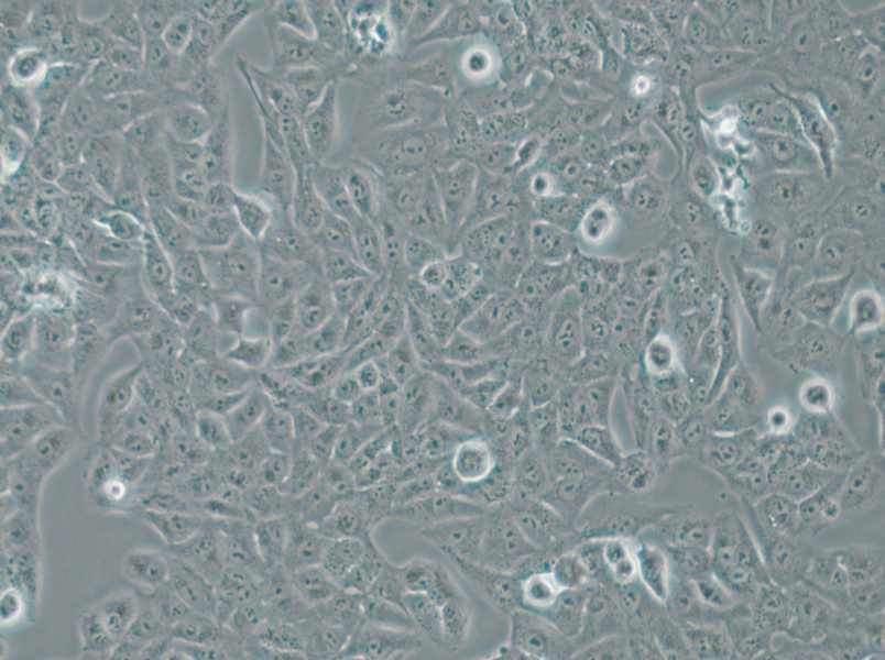 Nthy-ori 3-1 Cell Complete Medium - small - 4