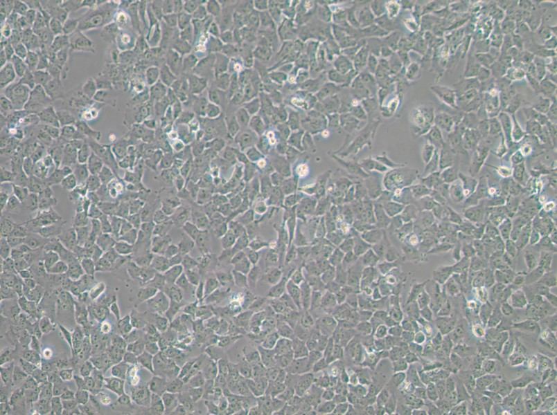 SK-MES-1 Cell Complete Medium-searchlist-1