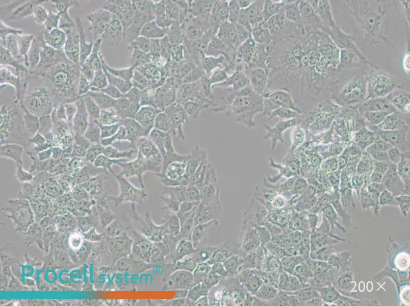 HuH-7 Cell Complete Medium - small - 4